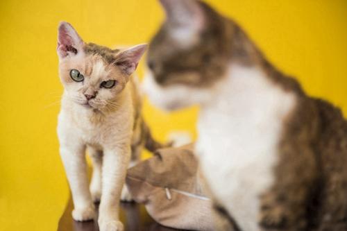 海拉尔宠物医院