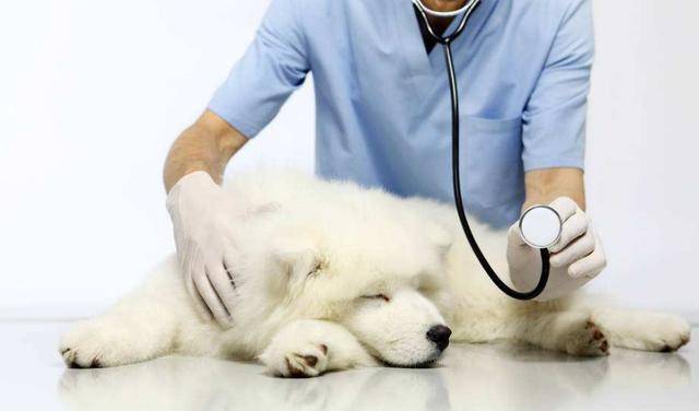 呼伦贝尔动物医院 呼伦贝尔动物医院