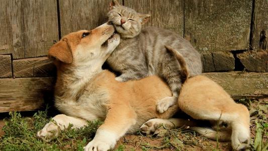 海拉尔宠物医院