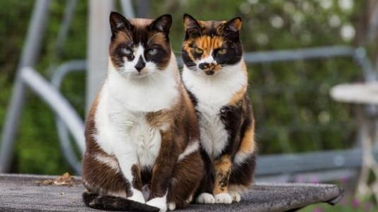 海拉尔宠物医院