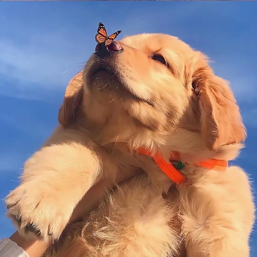 海拉尔宠物诊所