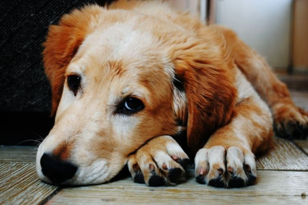 海拉尔宠物诊所