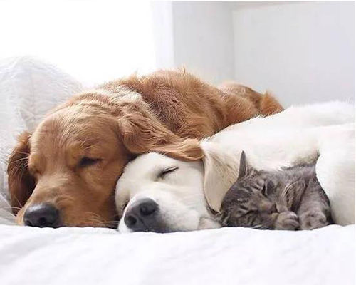 海拉尔宠物医院