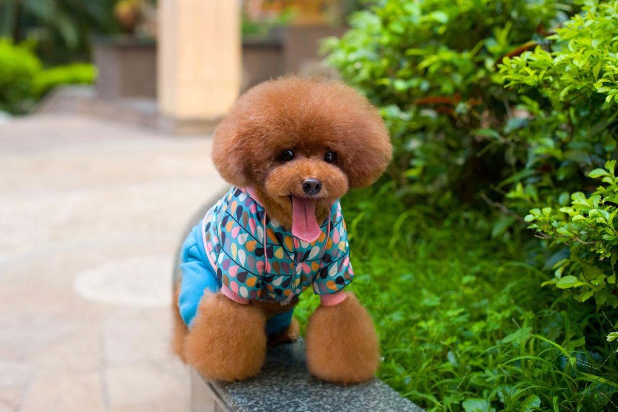 满洲里市附近宠物看病地址