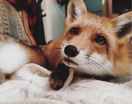 莫力达瓦达斡尔旗自治旗专业宠物中心地址