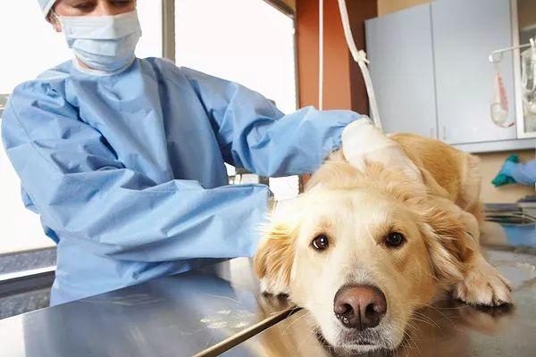 满洲里市附近宠物看病地址