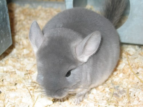 海拉尔专业宠物诊所地址