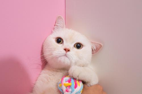 莫力达瓦达斡尔旗自治旗专业宠物看病地址