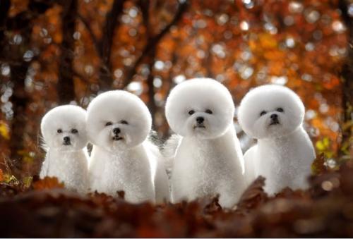 陈巴尔虎旗附近宠物医生地址