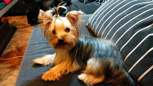 根河市附近宠物诊所哪家好