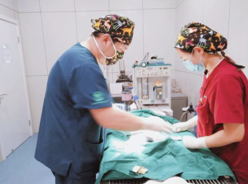 海拉尔宠物医院 海拉尔宠物医院