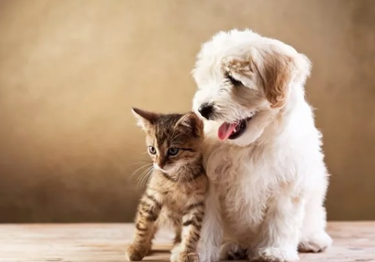 呼伦贝尔动物医院