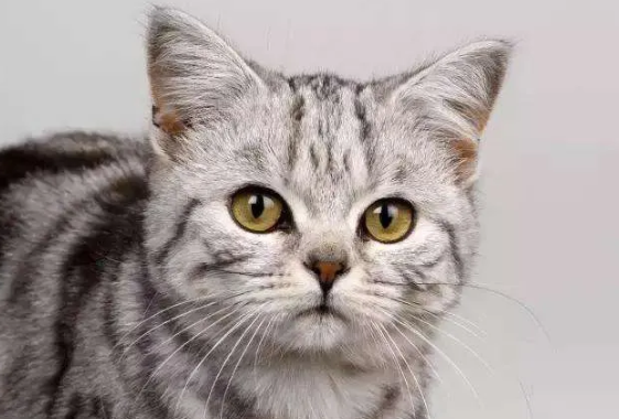 海拉尔宠物医院 海拉尔宠物医院