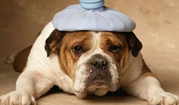 海拉尔宠物诊所 海拉尔宠物诊所