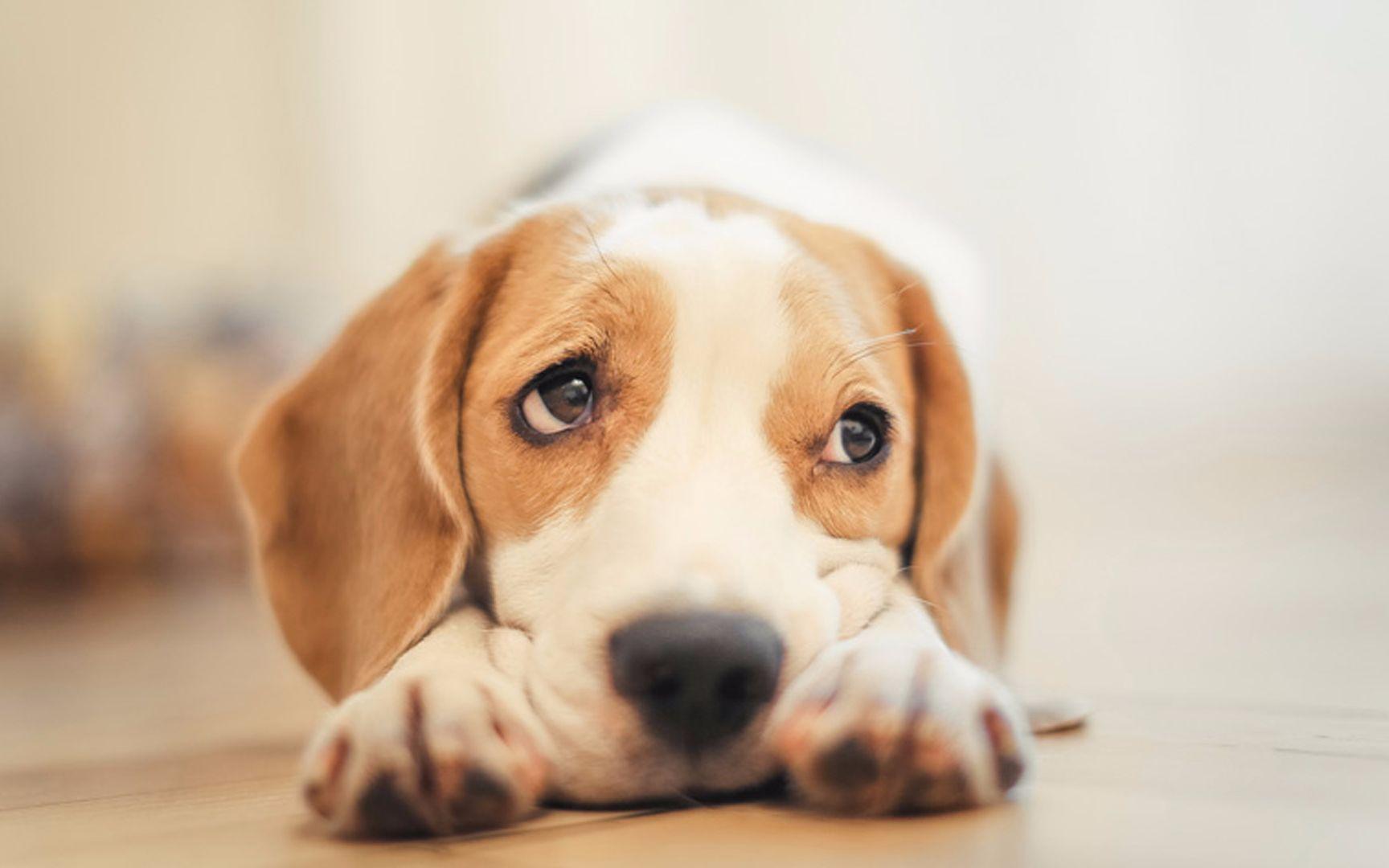 海拉尔宠物医院