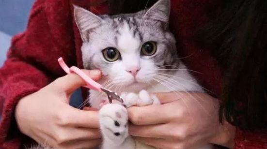 海拉尔宠物医院