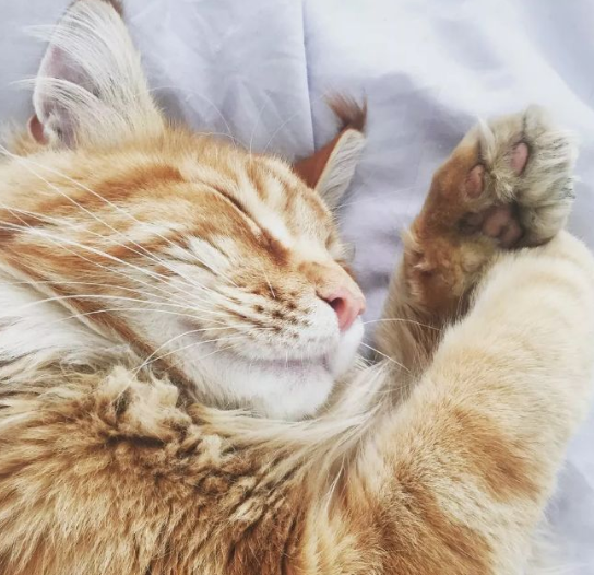 呼伦贝尔动物医院 呼伦贝尔动物医院