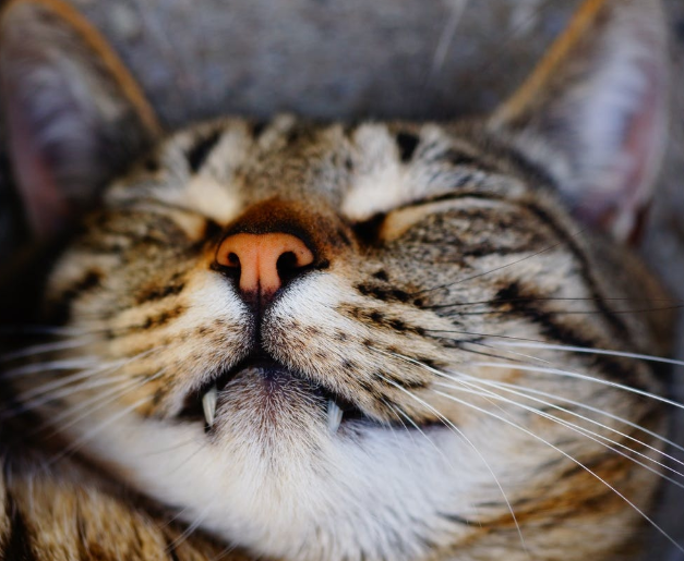 海拉尔宠物医院