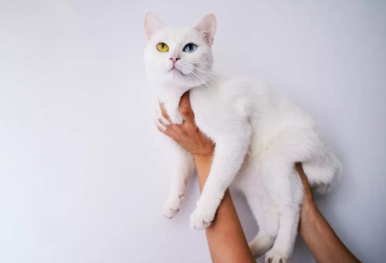 呼伦贝尔动物医院 呼伦贝尔动物医院