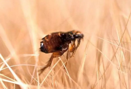 海拉尔宠物诊所 海拉尔宠物诊所