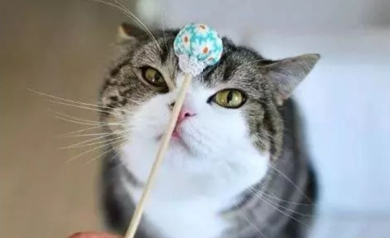 海拉尔宠物诊所 海拉尔宠物诊所