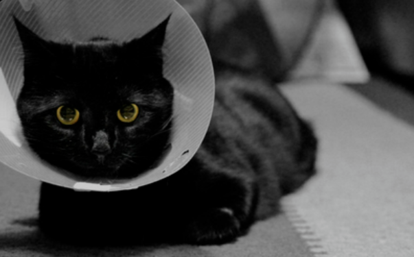 呼伦贝尔动物医院 呼伦贝尔动物医院