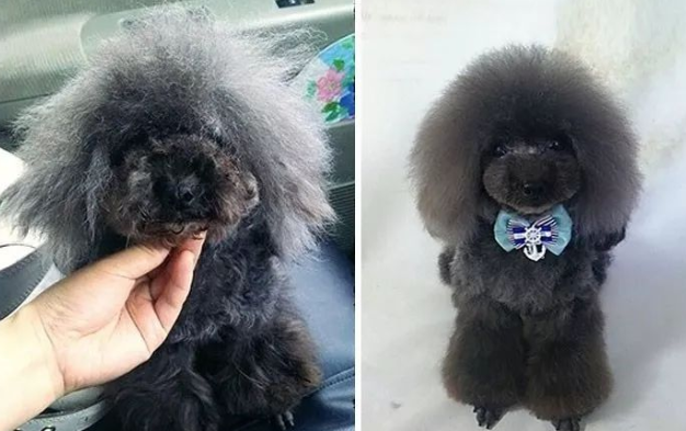 海拉尔宠物诊所