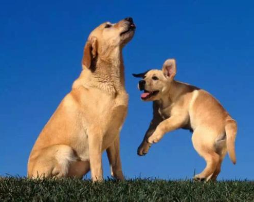 呼伦贝尔动物医院