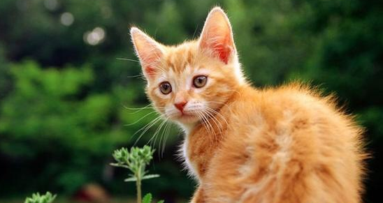 呼伦贝尔动物医院