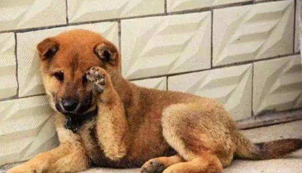 呼伦贝尔动物医院