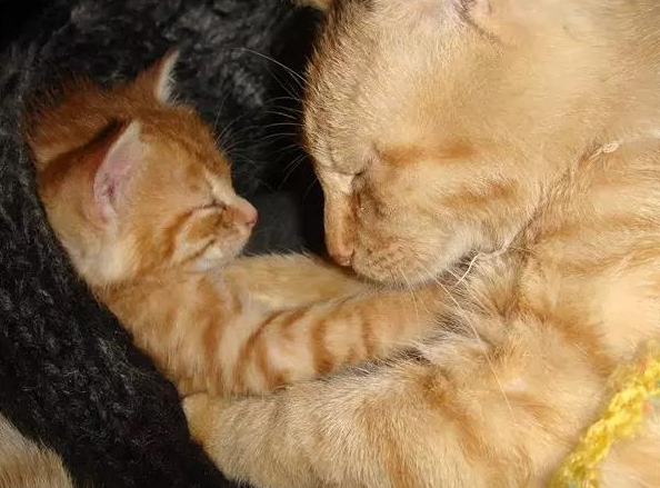 呼伦贝尔动物医院 呼伦贝尔动物医院