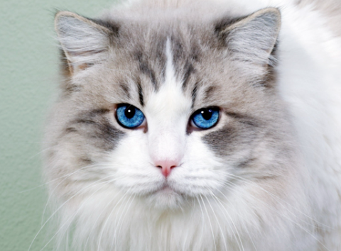 海拉尔宠物诊所 海拉尔宠物诊所