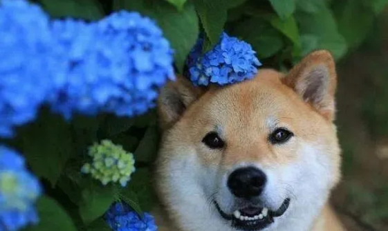 呼伦贝尔动物医院 呼伦贝尔动物医院