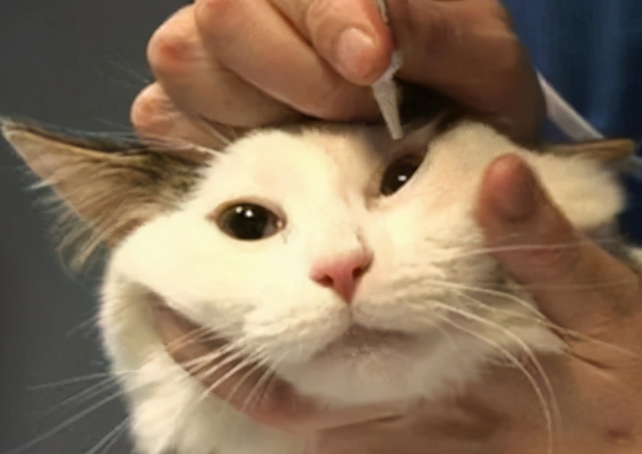 海拉尔宠物医院 海拉尔宠物医院