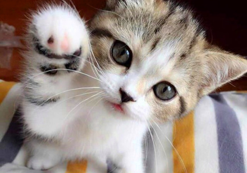 海拉尔宠物医院