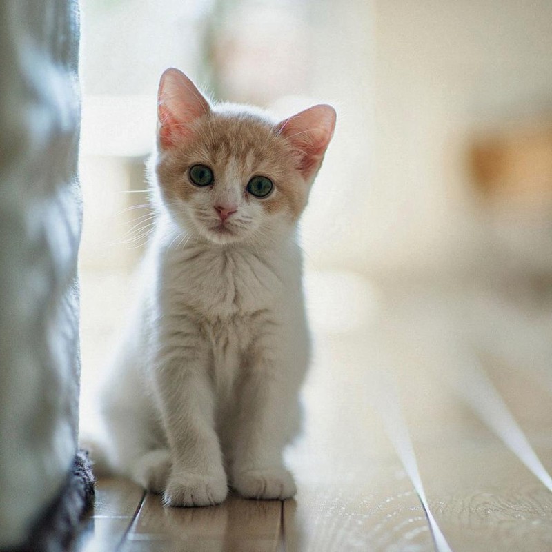 海拉尔宠物医院 海拉尔宠物医院
