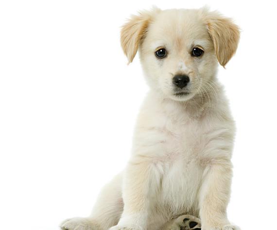 呼伦贝尔动物医院