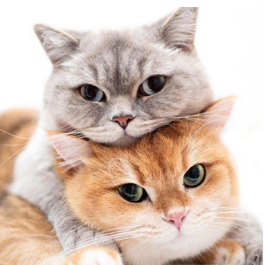 海拉尔宠物医院 海拉尔宠物医院