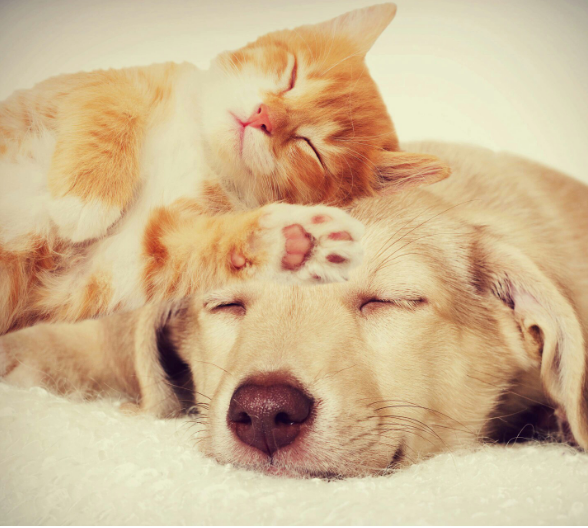 海拉尔宠物诊所