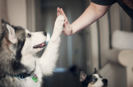 呼伦贝尔动物医院
