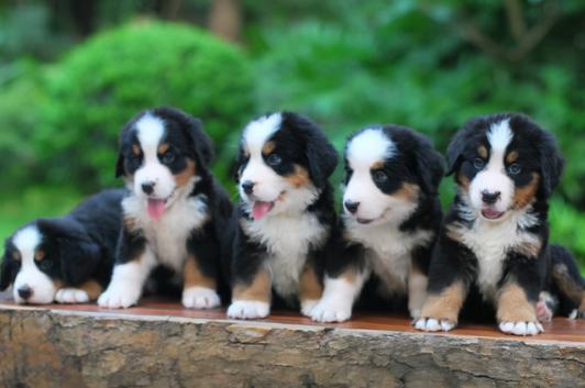 海拉尔宠物医院 海拉尔宠物医院