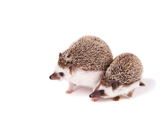 呼伦贝尔动物医院