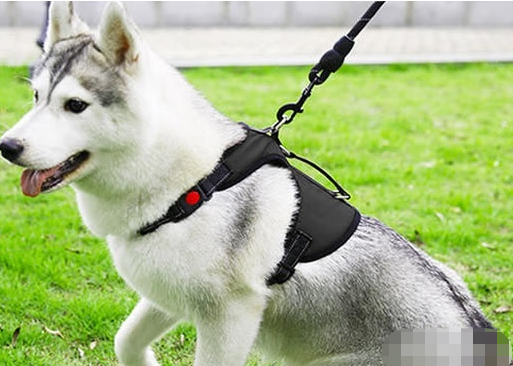 海拉尔宠物医院 海拉尔宠物医院