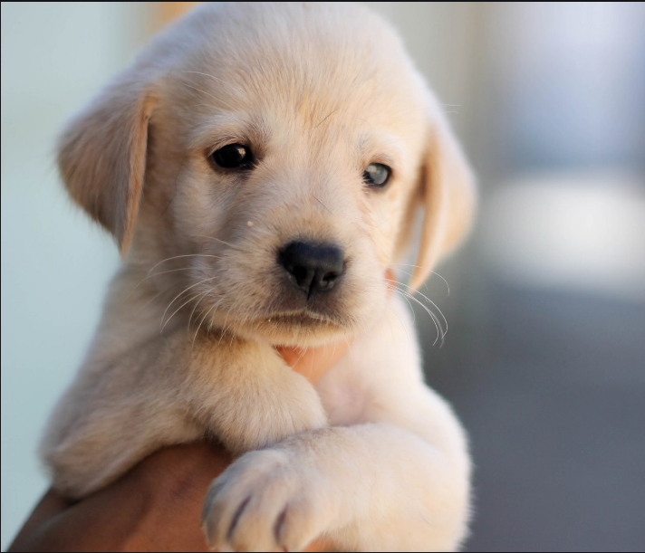  海拉尔宠物诊所