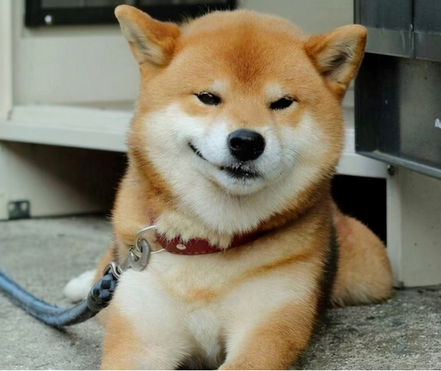 海拉尔宠物诊所