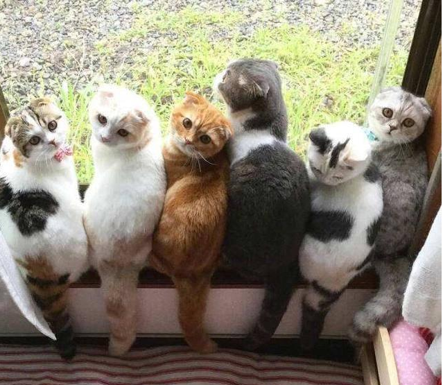 呼伦贝尔动物医院