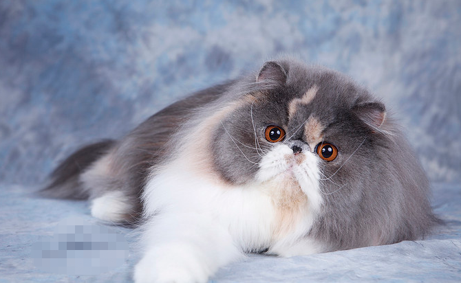 海拉尔宠物诊所