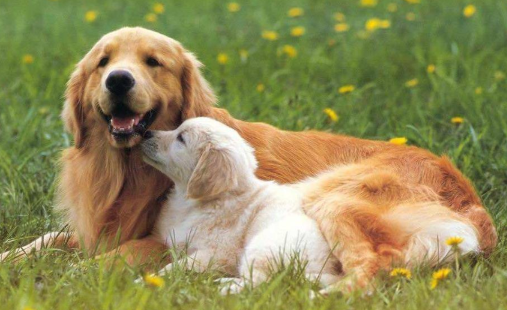 海拉尔宠物诊所