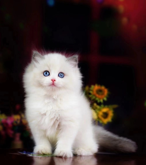 呼伦贝尔动物医院