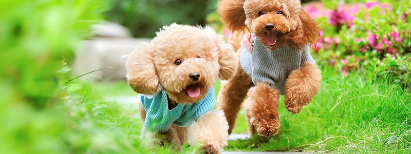 呼伦贝尔动物医院 呼伦贝尔动物医院